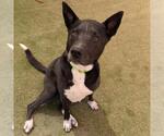 Small #1 Labrador Retriever Mix