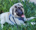 Small Photo #13 Anatolian Shepherd Puppy For Sale in AGOURA HILLS, CA, USA