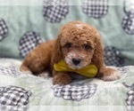 Small #9 Cavapoo