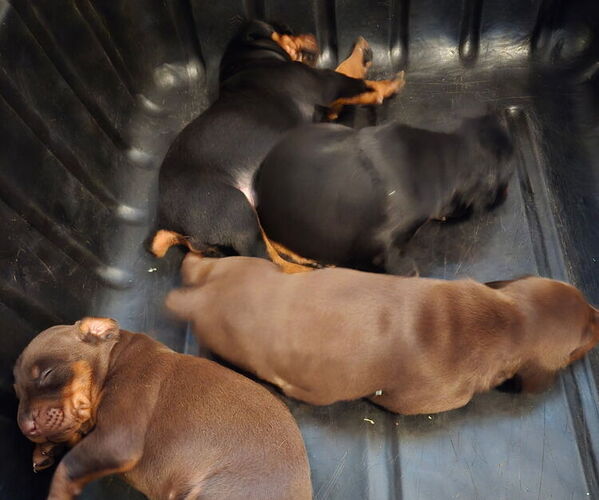 Medium Photo #1 Doberman Pinscher Puppy For Sale in SHELBYVILLE, IN, USA