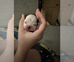 Small Photo #6 French Bulldog Puppy For Sale in CUDAHY, WI, USA
