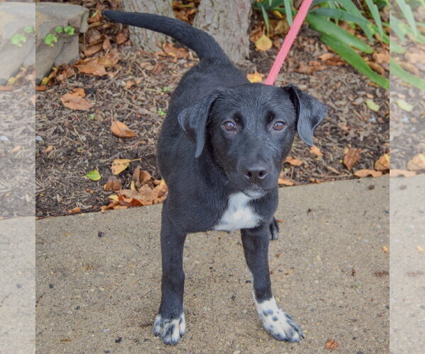 Medium Photo #3 Border Collie-Unknown Mix Puppy For Sale in Huntley, IL, USA