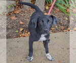 Small #2 Border Collie Mix