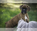 Small #11 Boxer