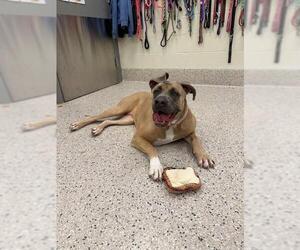 Mutt Dogs for adoption in Brighton, CO, USA