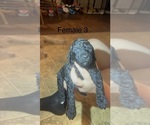 Small #3 Goldendoodle