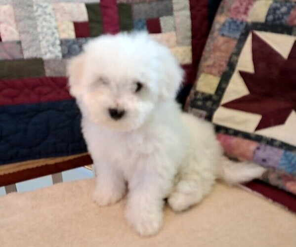 Medium Photo #1 Bichon Frise Puppy For Sale in PELHAM, NH, USA