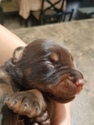 Small Photo #5 Doberman Pinscher Puppy For Sale in HIGH SPRINGS, FL, USA