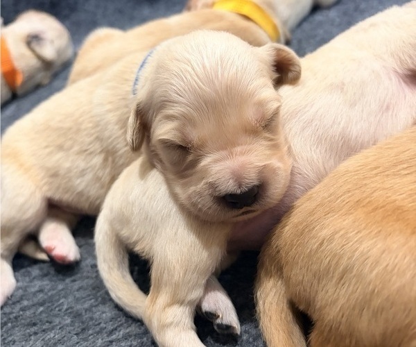 Medium Photo #1 Golden Retriever Puppy For Sale in PHOENIX, AZ, USA