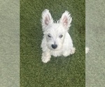 Small #3 West Highland White Terrier
