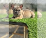 Small #4 French Bulldog