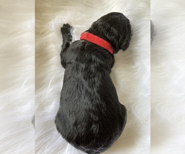 Medium Photo #6 Labradoodle Puppy For Sale in WATERLOO, SC, USA