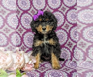 Bernedoodle Puppy for sale in GLEN ROCK, PA, USA