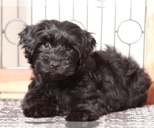 YorkiePoo Puppy for sale in NAPLES, FL, USA