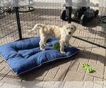 Small Photo #25 Goldendoodle Puppy For Sale in CITRUS HEIGHTS, CA, USA