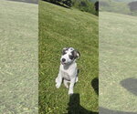 Small Photo #2 Aussiedor Puppy For Sale in SHERBURNE, NY, USA