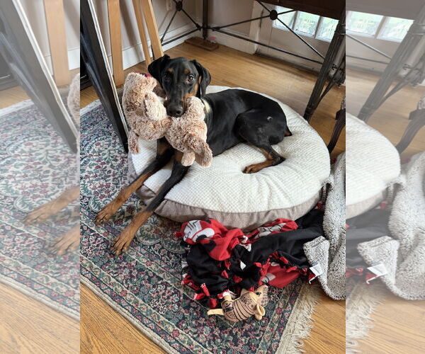 Medium Photo #3 Doberman Pinscher Puppy For Sale in Minneaoplis, MN, USA