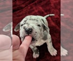 Small Photo #5 Great Dane Puppy For Sale in CLEARFIELD, UT, USA