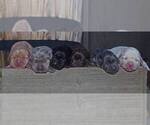 Small Photo #9 Labrador Retriever Puppy For Sale in FOUNTAIN, CO, USA