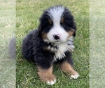 Small Photo #6 Bernese Mountain Dog Puppy For Sale in KILLBUCK, OH, USA