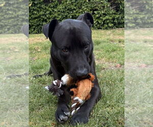 Labrador Retriever-Unknown Mix Dogs for adoption in Studio City, CA, USA