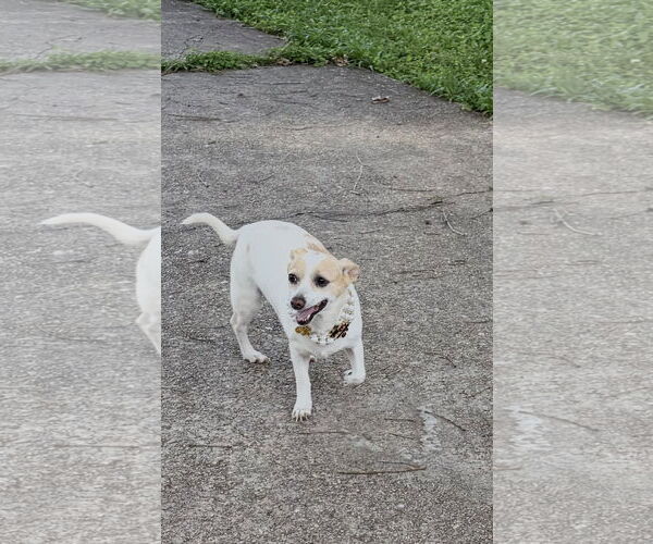 Medium Photo #4 Rat Terrier Puppy For Sale in Oakhurst, NJ, USA