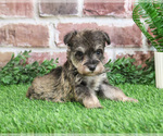 Small #6 Schnauzer (Miniature)