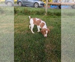 Puppy Black Brittany