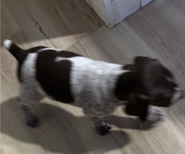 Medium Photo #6 German Shorthaired Pointer-German Wirehaired Pointer Mix Puppy For Sale in DEFUNIAK SPRINGS, FL, USA