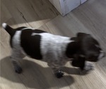 Small Photo #6 German Shorthaired Pointer-German Wirehaired Pointer Mix Puppy For Sale in DEFUNIAK SPRINGS, FL, USA