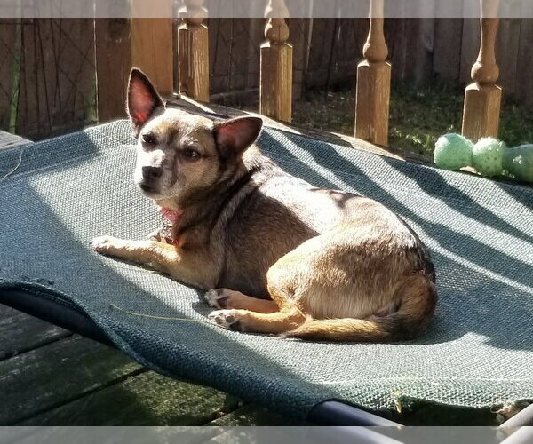 Medium Photo #7 Chihuahua-Unknown Mix Puppy For Sale in Mount Laurel, NJ, USA
