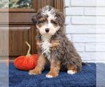 Smokey - Male Bernedoodle (Miniature) Puppy for Sale - Photo #2