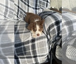 Small Photo #2 Australian Shepherd Puppy For Sale in HOLIDAY, FL, USA