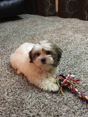 Zuchon Puppy for sale in OVERLAND PARK, KS, USA
