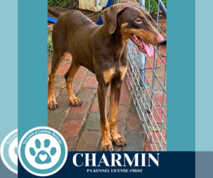 Doberman Pinscher Dogs for adoption in Kimberton, PA, USA