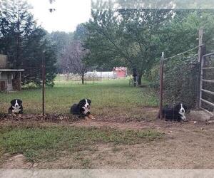Bernese Mountain Dog Puppy for sale in MORRISON, TN, USA