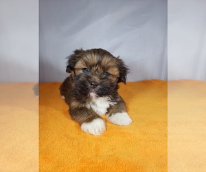 Lhasa Apso Puppy for sale in EAST JEFFERSON, NY, USA