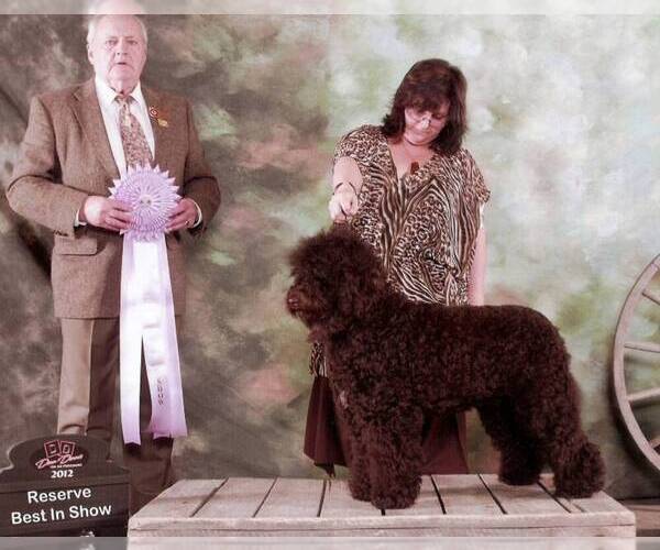 Medium Photo #7 Barbet Puppy For Sale in GREENBANK, WA, USA