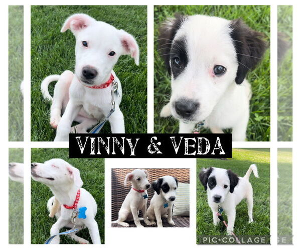Medium Photo #4 Mutt Puppy For Sale in Plainfield, IL, USA