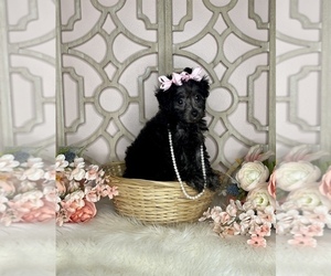 Poodle (Toy) Puppy for sale in MORRIS CHAPEL, TN, USA