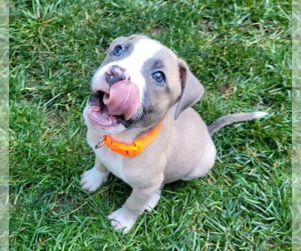 Medium Photo #6 Borador Puppy For Sale in Lakewood, CO, USA
