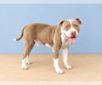 Small Photo #2 Mutt Puppy For Sale in Pasadena, CA, USA