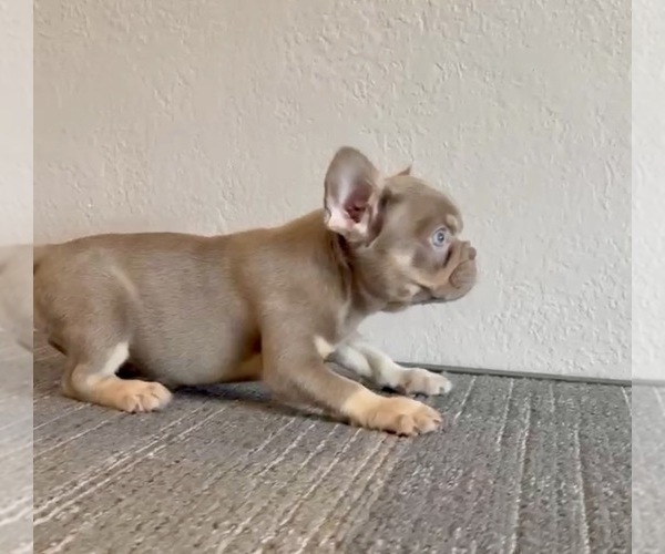 Medium Photo #7 French Bulldog Puppy For Sale in NORTH HAMPTON, NH, USA