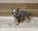 Small Photo #3 Australian Cattle Dog Puppy For Sale in HAWARDEN, IA, USA