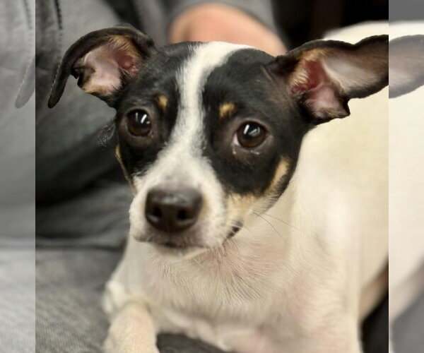 Medium Photo #1 Rat Terrier Puppy For Sale in Cranford, NJ, USA