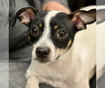 Small Rat Terrier