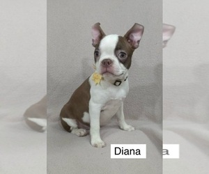 Boston Terrier Puppy for sale in MINERAL WELLS, WV, USA