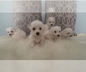 Bichon Frise Puppy for Sale in MAITLAND, Florida USA