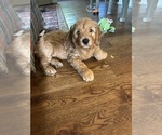 Small Photo #8 Goldendoodle (Miniature) Puppy For Sale in PLATTE CITY, MO, USA