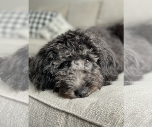 Labradoodle Puppy for sale in BROOKFIELD, IL, USA